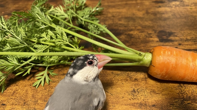 鳥と有機野菜の実験