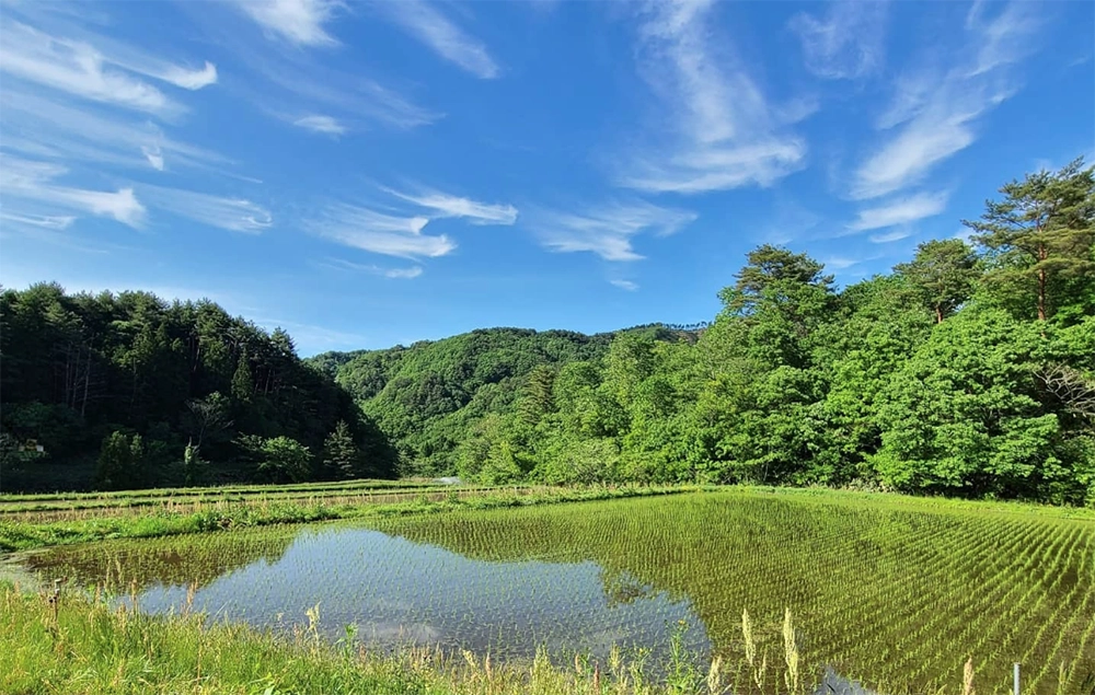 やさか共同農場の田んぼ