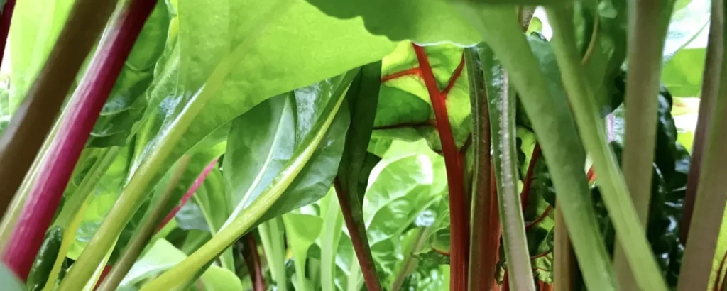 田邊農園のオーガニック野菜