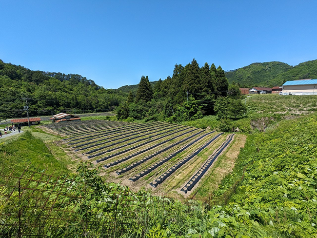 やさか共同農場
